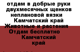 отдам в добрые руки двухмесячных щенков неплановой вязки - Камчатский край Животные и растения » Отдам бесплатно   . Камчатский край